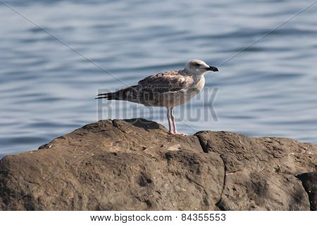 Seagull