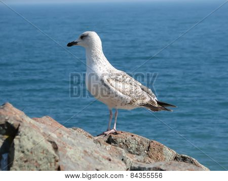 Seagull