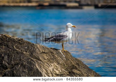 Seagull