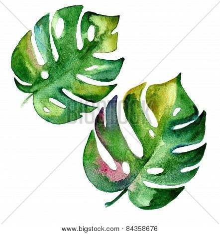 tropical leaves in watercolor isolated on white