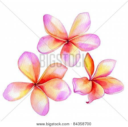Plumeria / Frangipani flowers