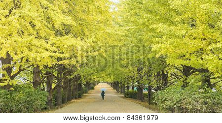The Street Nearby Meiji Jingu Gaien That Has Beautiful Ginkgo Along The Lenght Of The Street