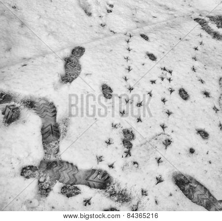 Traces On Snow