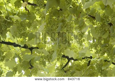 포도 잎의 배경