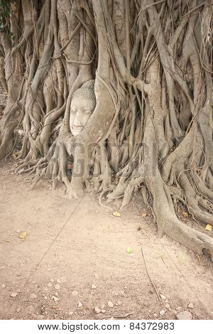 Banyan Roots Covering The Buddha Head.