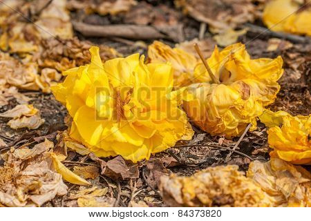 Cochlospermum Regium Flower.