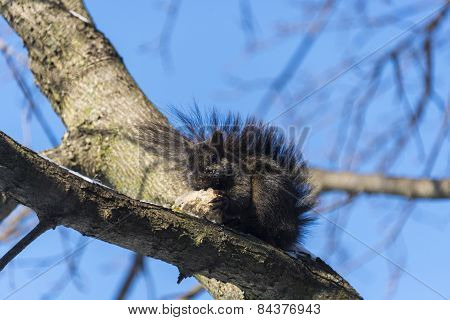 Squirrel Eats Bread