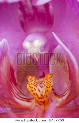 Orquídea