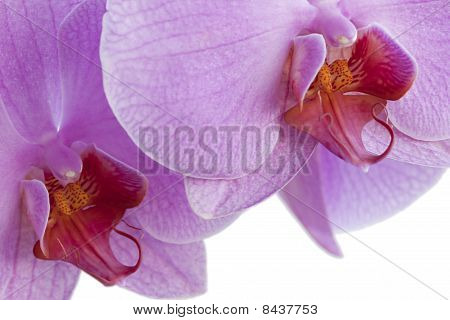 Orquídea
