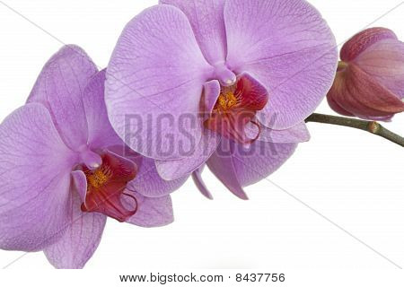 Orquídea