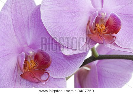 Orquídea