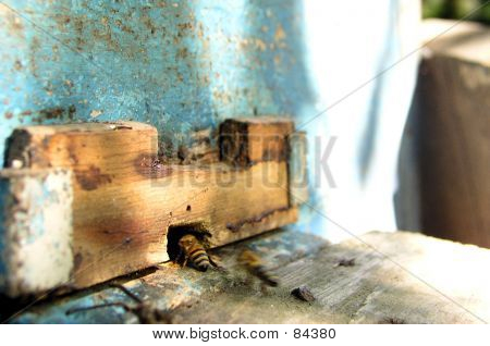 Bee_004