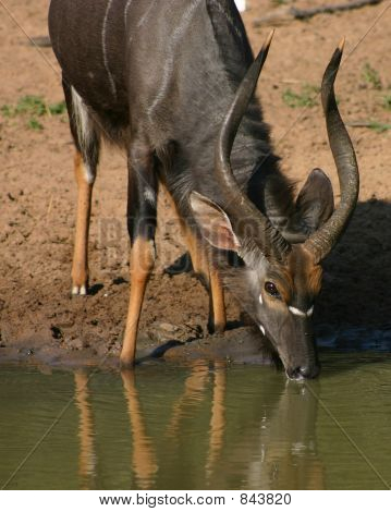 Nyala Ram