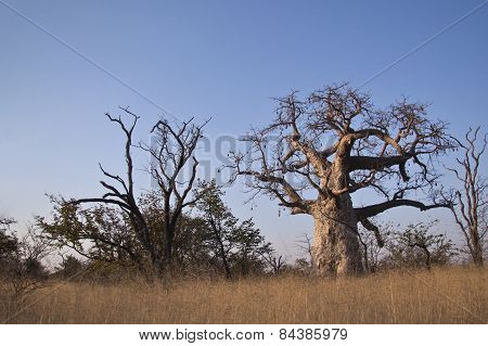 A large baobab tree in Botswana