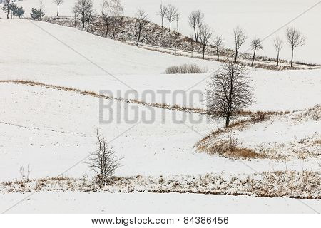 Trees In Field Covered By Snow. Winter Scenery