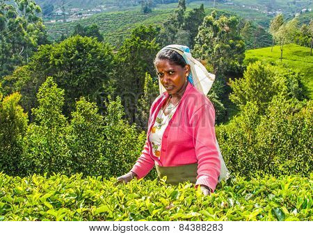 Harvest In The Tea Fields, Tea Picker In The Highlands
