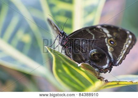 Caligo Memnon (The Owl)