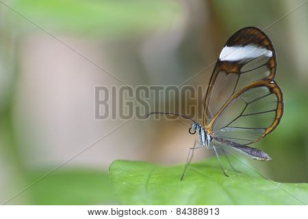 Clear wing (greta oto)