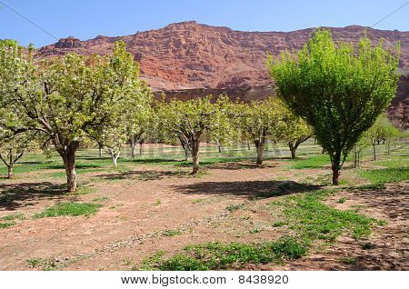Frutteto Lees Ferry solitario Dell Ranch