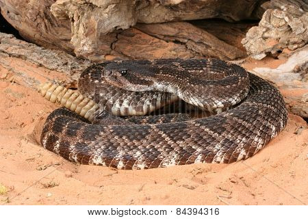 Southern Pacific Rattlesnake