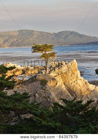 Cypress At The Coastline In Sunset