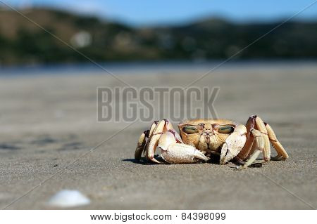 Crab on the sand