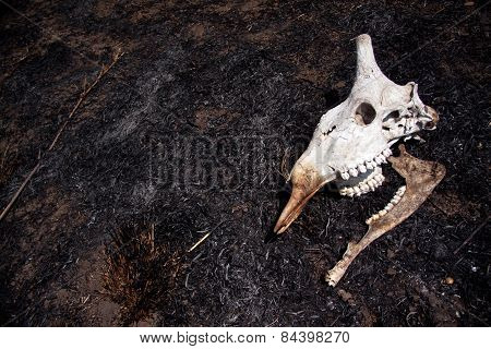 Dead giraffe