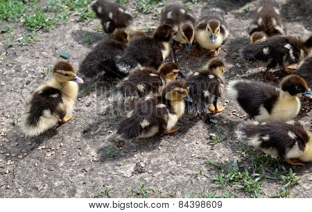 Duck Chickens