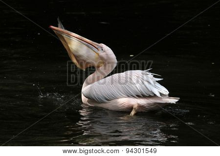 Great white pelican (Pelecanus onocrotalus), also known as the rosy pelican eating fish. Wildlife animal. 