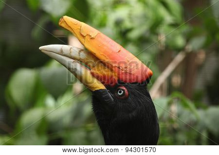 Rhinoceros hornbill (Buceros rhinoceros). Wildlife animal. 