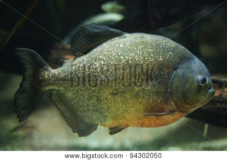 Red-bellied piranha (Pygocentrus nattereri), also known as the red piranha. Wildlife animal. 