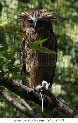 Buffy fish owl (Bubo ketupu), also known as the Malay fish owl holding a dead mouse. Wildlife animal. 