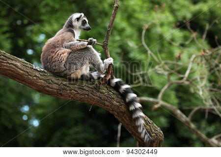 Ring-tailed lemur (Lemur catta) sitting on branch. Wildlife animal. 