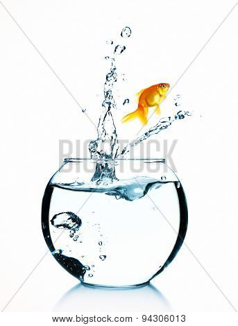 Goldfish jumping from glass aquarium, isolated on white