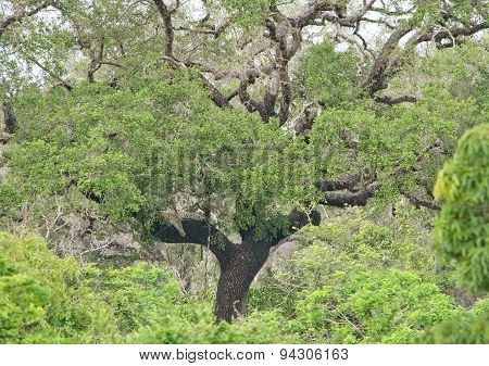 Leopard hideout