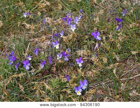 Purple violet flowers blossoming on a heath