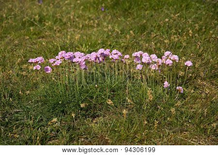 Pink thrift flowers blossoming on a heath