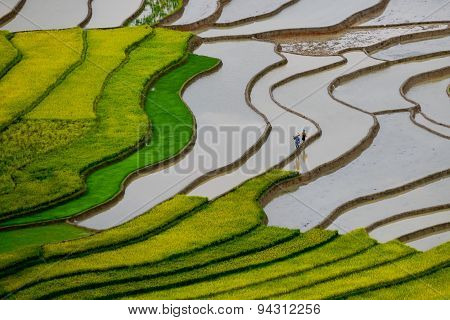 Terraced rice field in water season in Mu Cang Chai, Vietnam