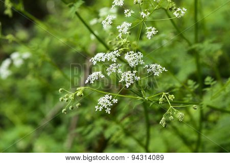 Angelica Acutiloba Flowers