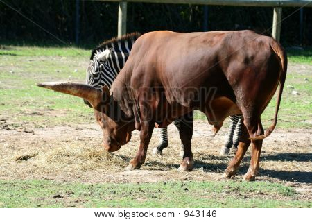 Watusi rundvlees