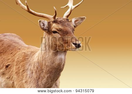 Red deer isolated