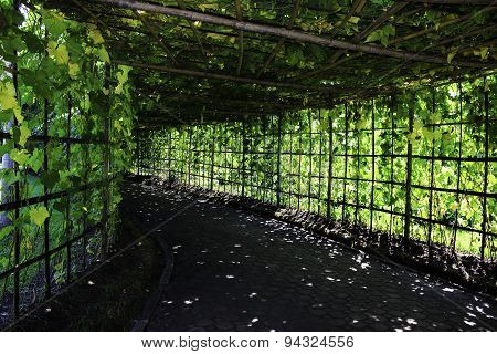 Vegetable Garden Shady
