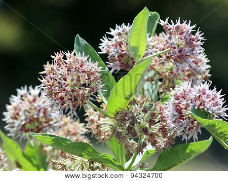 Showy Milkweed - Asclepias speciosa