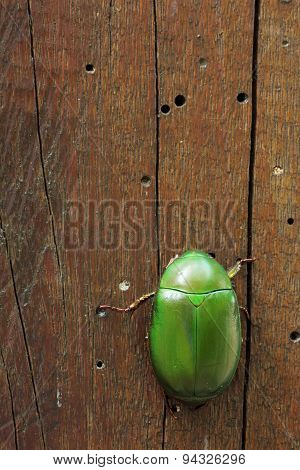 Metallic Wood-boring Beetle