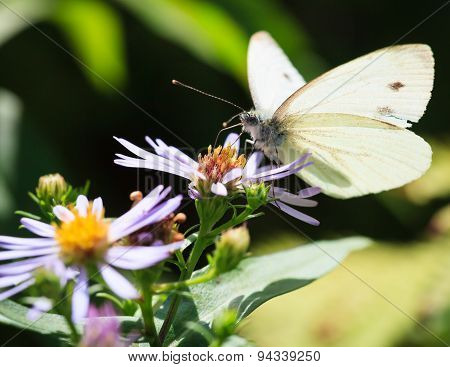 Butterfly and flower in summer nature