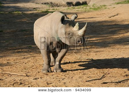 Nashorn In Sonne In Wild