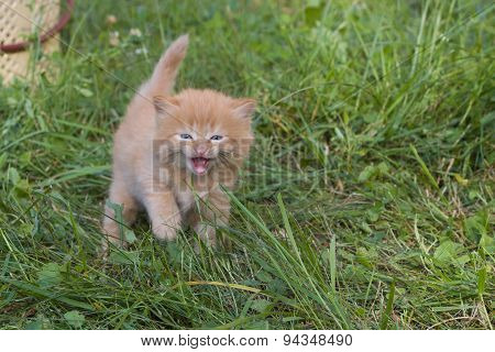 Meow. Red small kitten in grass.