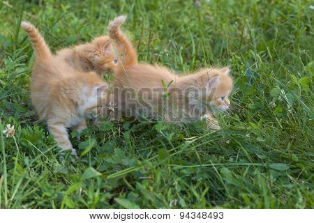 Red small kittens in grass.
