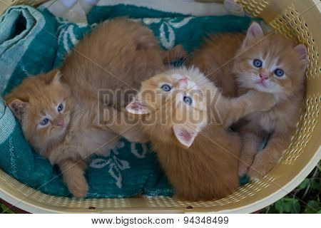 Red small kittens in grass.