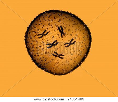 Microbe Orange